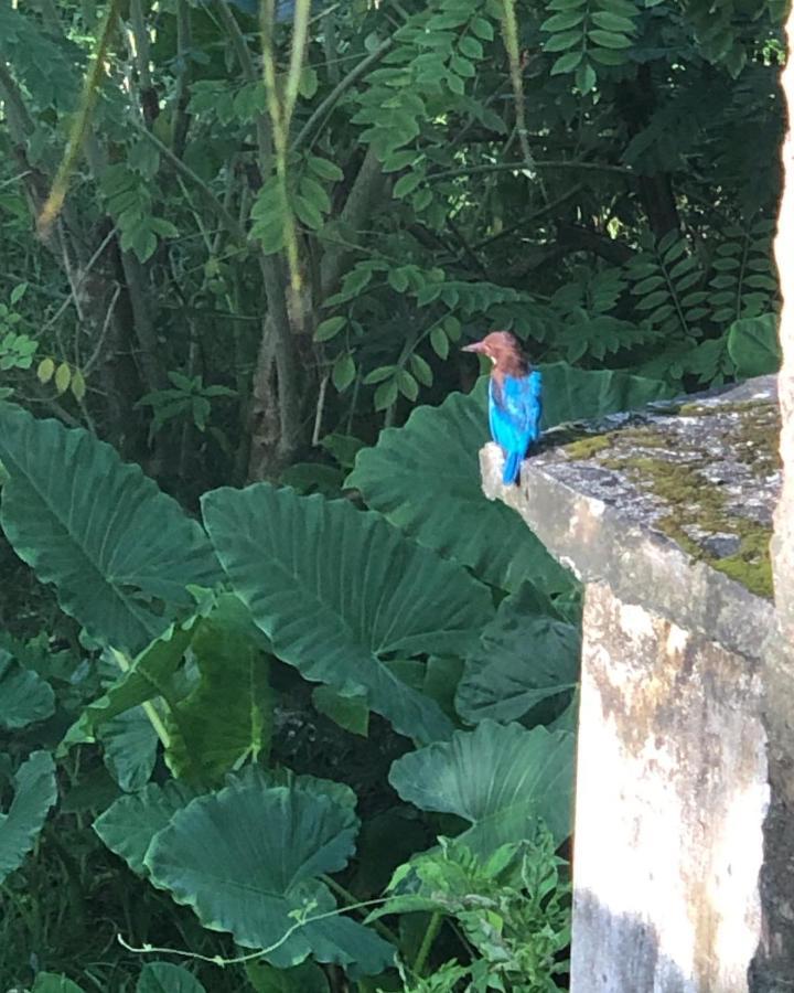 ホテル Sundance Surf Coconut Point ウェリガマ エクステリア 写真