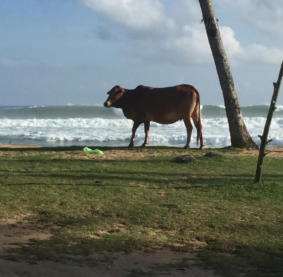 ホテル Sundance Surf Coconut Point ウェリガマ エクステリア 写真